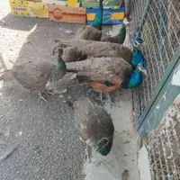 طاووس