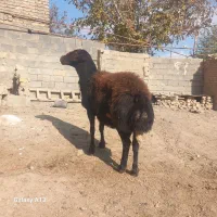 بره قوچ نژاد دار یک ساله|حیوانات مزرعه|صحنه, |دیوار