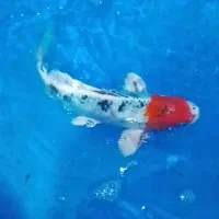 ماهی کوی سایز مولد کلکسیونی با قیمت مناسب|ماهی|تهران, مینابی|دیوار