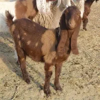 بز فروشی|حیوانات مزرعه|قائن, |دیوار