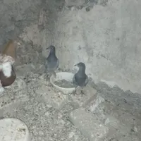 کبوتر|پرنده|گناباد, |دیوار