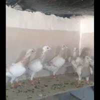 6تاکفترنرهوایی ضمانت