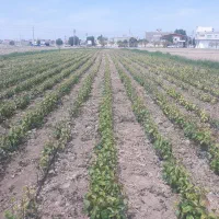 نهال درختان میوه