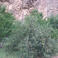 باغ فروشی در سد کارده دره ال ۱۵۰۰ متری|فروش خانه و ویلا|مشهد, کارده|دیوار