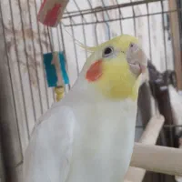 یک عدد جفت با ۴تخم