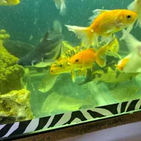 فروش انواع ماهی خانگی|ماهی|اصفهان, مسجد مصلی|دیوار