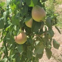 باغچه-در-احمدآباد-مصدق