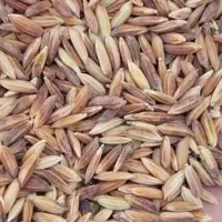 برنج و نیم دانه|خوردنی و آشامیدنی|شوشتر, |دیوار