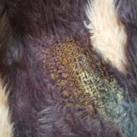 پتو