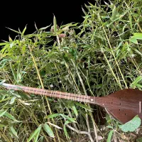 ساز ستار|سازهای سنتی|شیراز, دکتر حسابی|دیوار