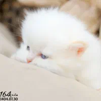 بچه گربه اصیل