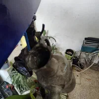 آفتابه مسی