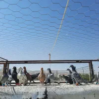 دسه پلاکی|پرنده|شیراز, دشت چنار|دیوار