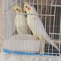 جوجه عروس هلندی لوتینو زعفرانی ۳ ماهه