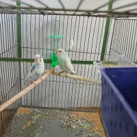 یک  جفت مرغ عشق بالغ