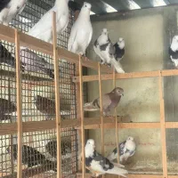 ۵۰ تا کفتر هوایی