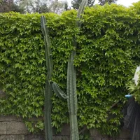 کاکتوس پریانوس