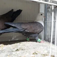 کرباتی|پرنده|مشهد, رضاییه|دیوار