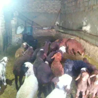 ۱۸راس میشو بره جوان شیره دار