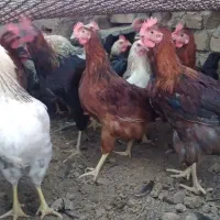 تعدادی خروس محلی