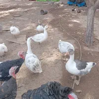 غاز|حیوانات مزرعه|قزوین, |دیوار