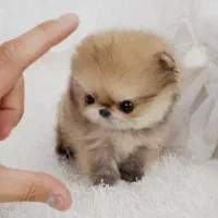 توله پامر فقط امروز با تخفیف