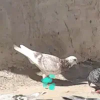 کبوترگمشده