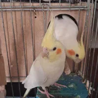 عروس هلندی با قفس