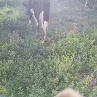 گاوگوساله|حیوانات مزرعه|بروجرد, |دیوار