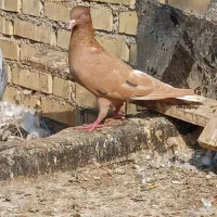 فروش نر زرد دمسفید خال سیاه