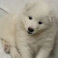 توله ساموویید