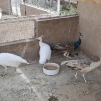 طاووس نژاد ابلغ،سفید،مصری