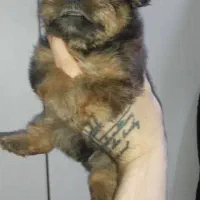 پت های شیتزو شیرخواره|سگ|ساری, |دیوار