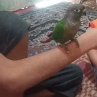 طوطی گرینچیک وبرزیلی|پرنده|آبپخش, |دیوار