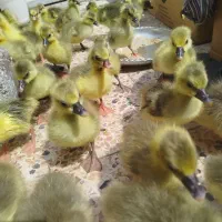 جوجه غاز|حیوانات مزرعه|اهواز, اسلام آباد شرقی|دیوار