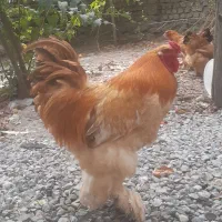 تخم مرغ برهما