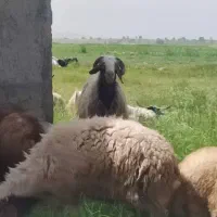 گوسفندوکاوربرای قربانی