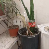 گل  گیاه