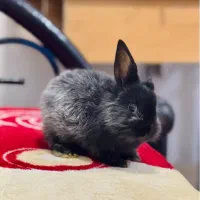 خرگوش جرسی امریکایی فروش یا معاوضه