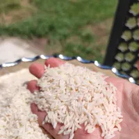 برنج هاشمی گیلان