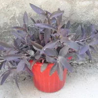 طراوت|گل و گیاه طبیعی|الشتر, |دیوار