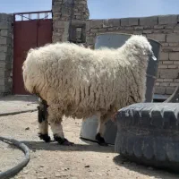 گوسفند ماده