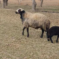 قوچ شال فروشی|حیوانات مزرعه|رزن, |دیوار