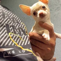 شیواوا اپل هد|سگ|ماهدشت, |دیوار