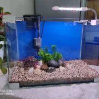 آکواریوم و ماهی گوپی|ماهی|کرمانشاه, |دیوار