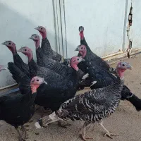 فروش 10عدد بوقلمون ماده