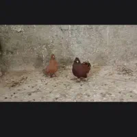 کله کبوتر|پرنده|چگنی, |دیوار