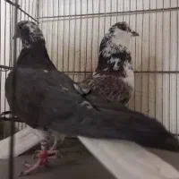 کبوترروبه راه وپرشی|پرنده|کاشان, فین کوچک|دیوار