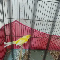 قناری نر پرتقالی پررنگ،در حال مست کردن