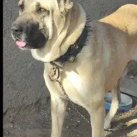 سگ سرابی اصیل|سگ|مشهد, درابد امام|دیوار